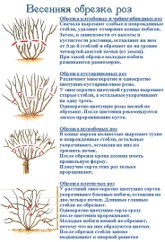 обрезка роз
